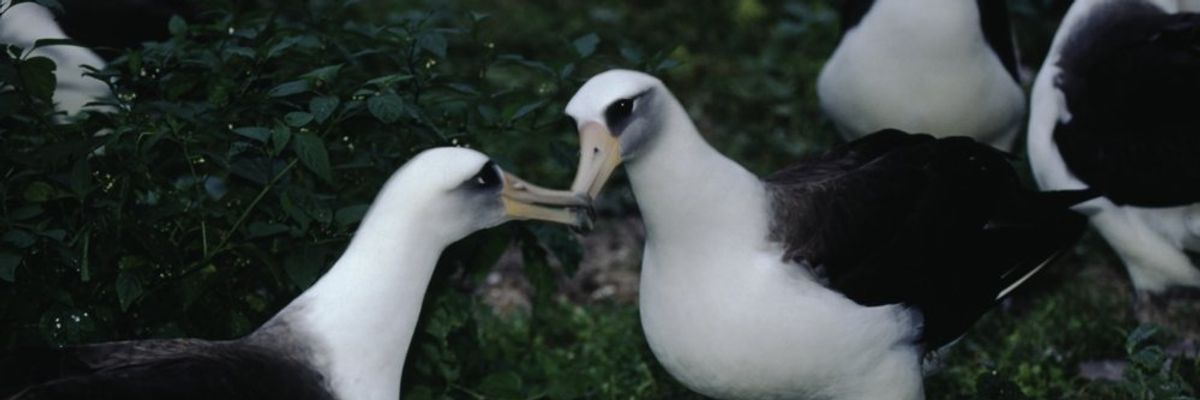 két Laysan-albatrosz