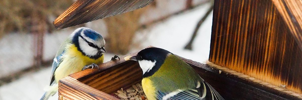 Két madár eszik egy madártetetőben.