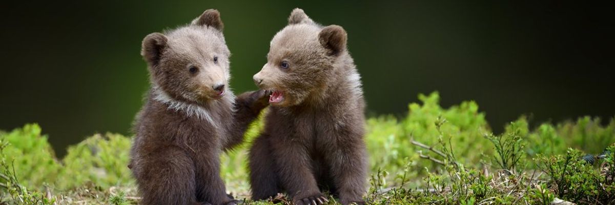 kis medvék