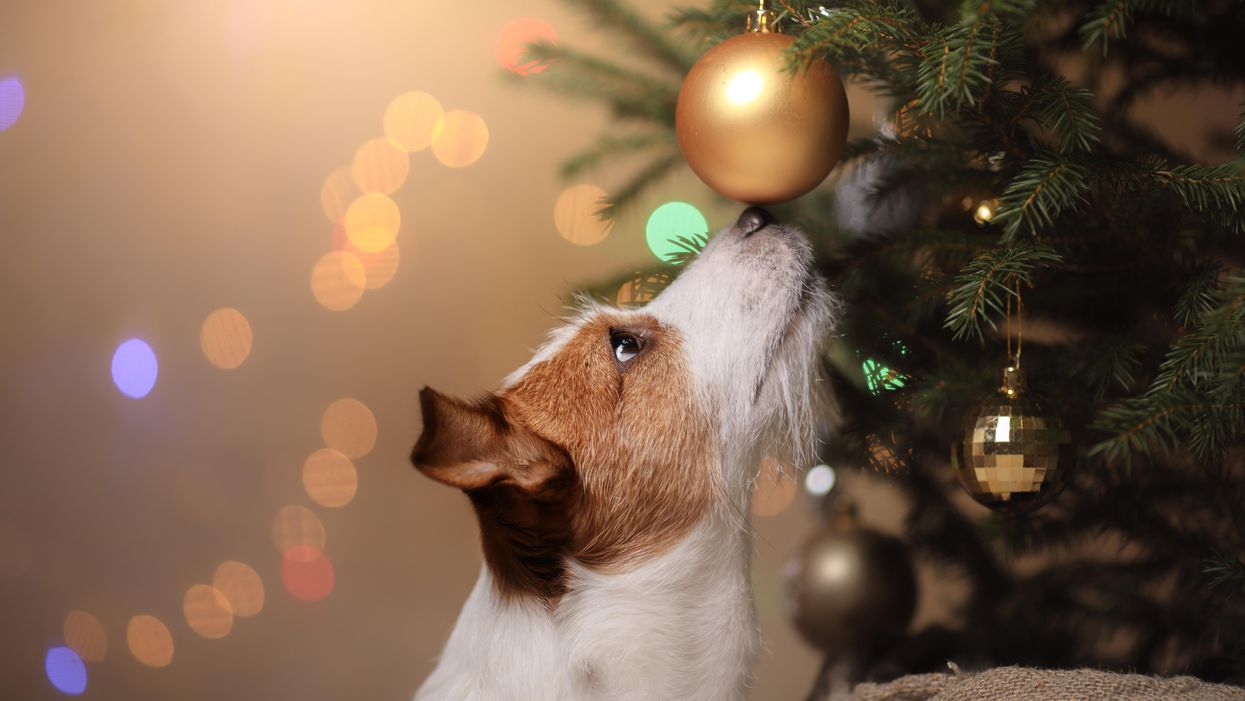 kutya karácsonyfa 