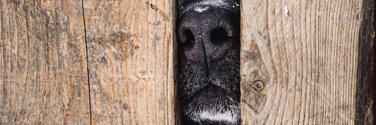 kutya orra kilóg a kerítésen