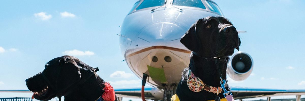kutyák ülnek egy repülő előtt