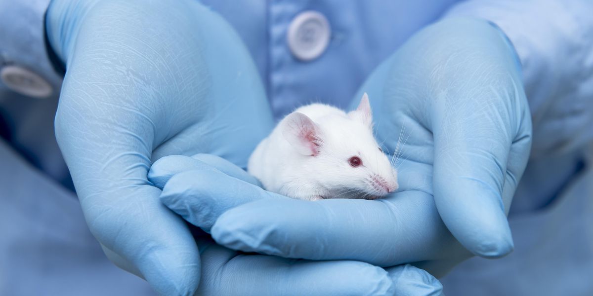 Tudósok teljesen meggyógyítottak pár lebénult egeret