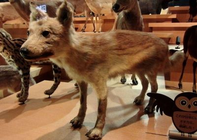 Egy kitömött japán farkas.