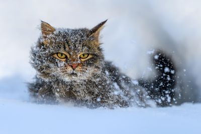 cica a hóban 