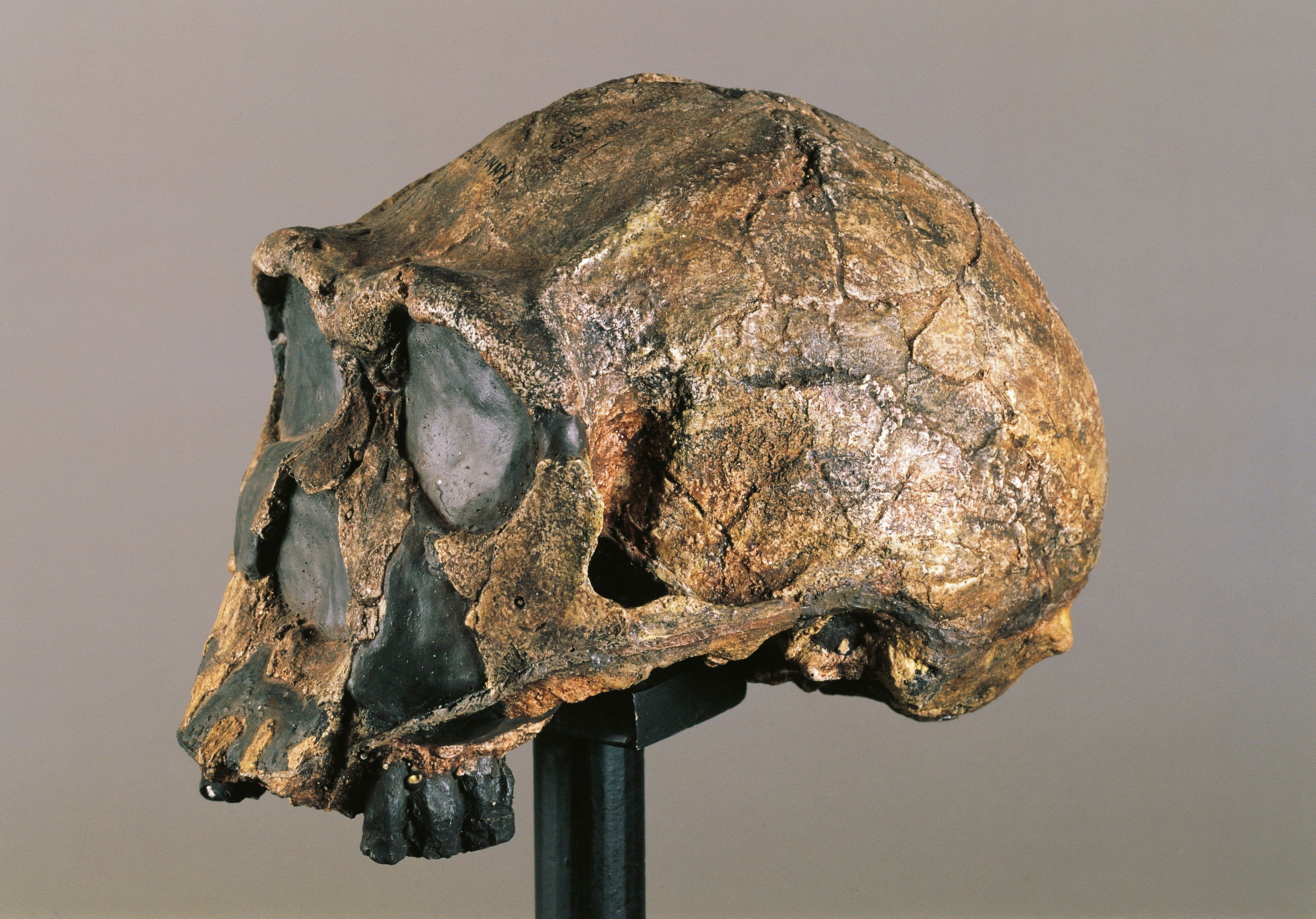 Homo erectus koponya 