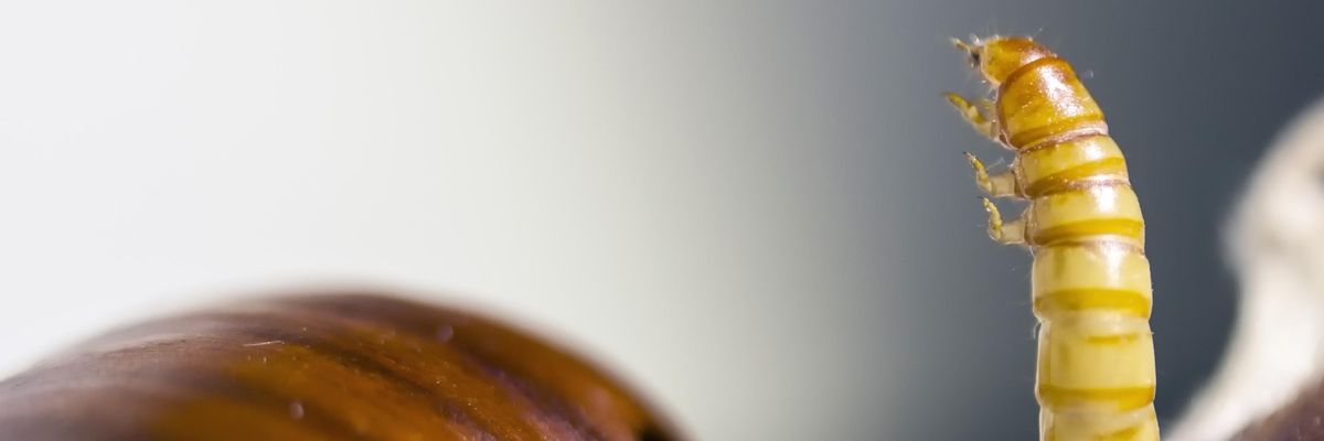 lisztbogár lárva hernyó pondró sárga élősködő