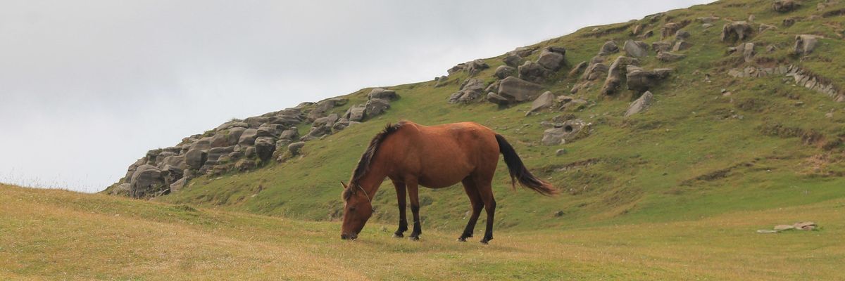 ló sziklás domb előtt legel