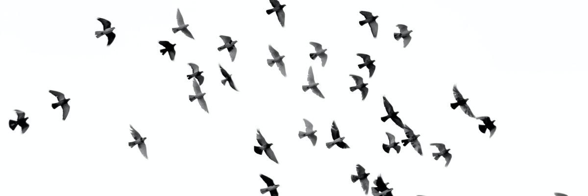 low angle photography of flock of silhouette of bird illustration