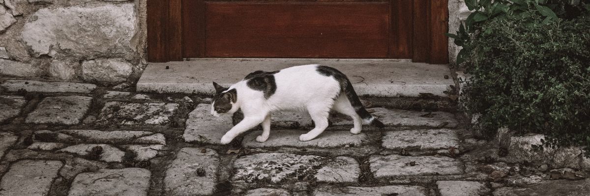macska egy ajtó előtt
