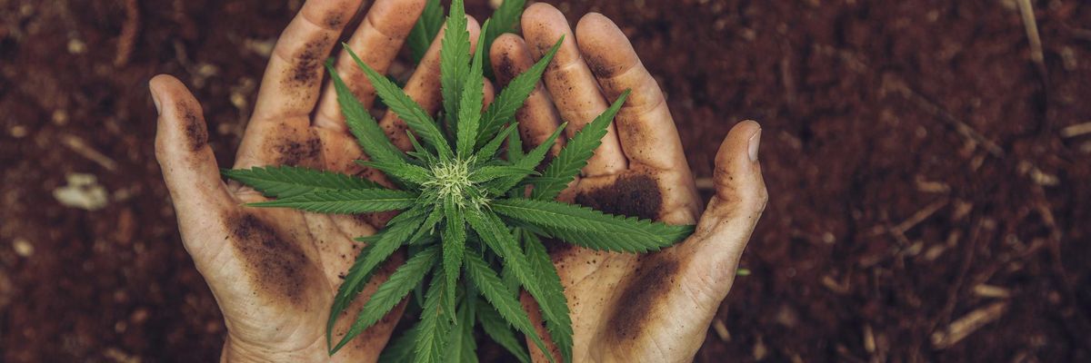 marihuána kannabisz levél emberi kéz kezek tenyér drog kábítószer ültetvény