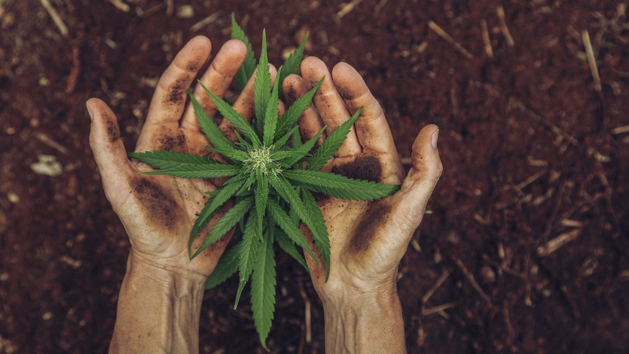 marihuána kannabisz levél emberi kéz kezek tenyér drog kábítószer ültetvény