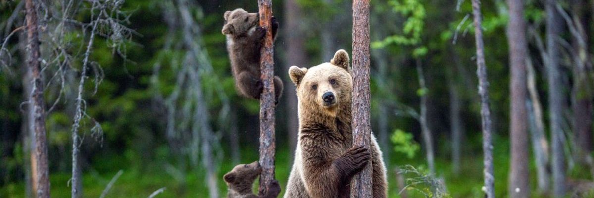 medve mama és kicsinyei