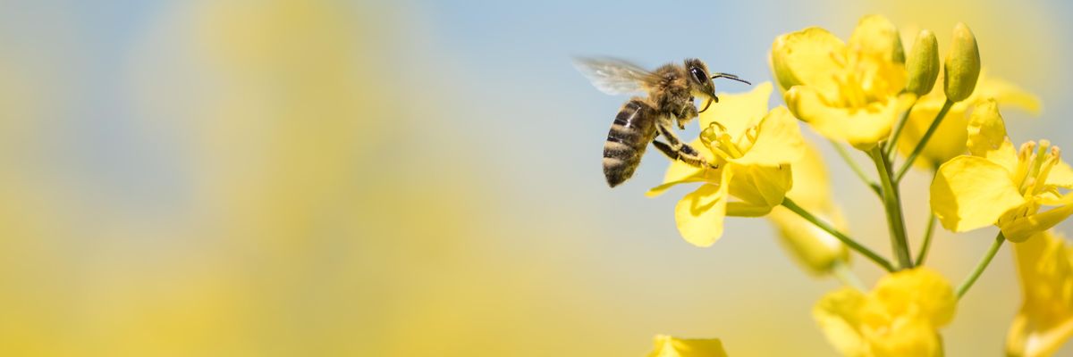 méh a sárga virágon