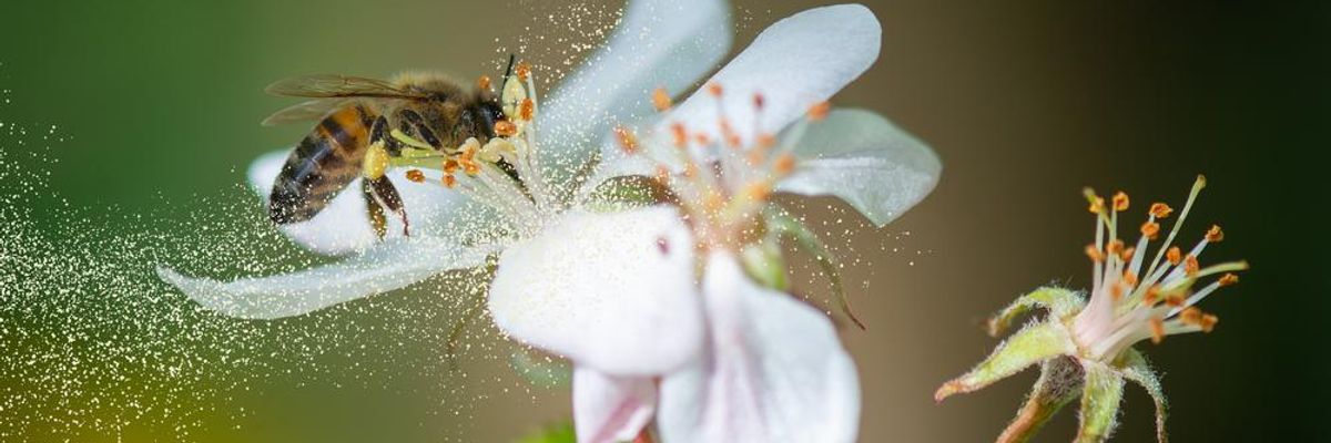 méh beporozza a virágot