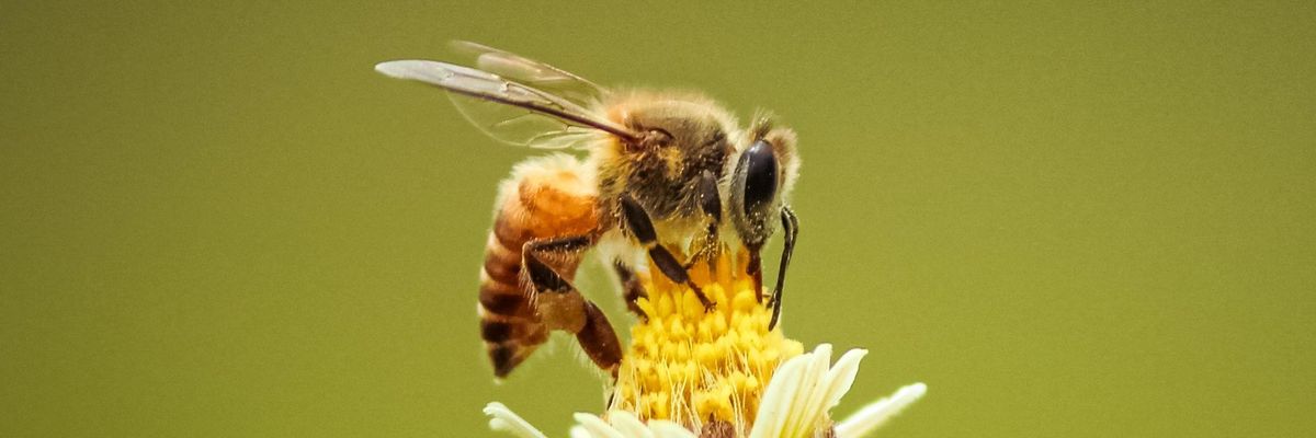 méh méhecske