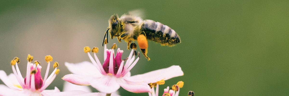 méh virág felett