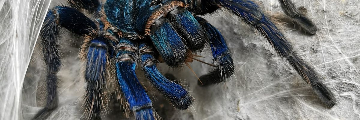 nagy ijesztő kék tarantula pók