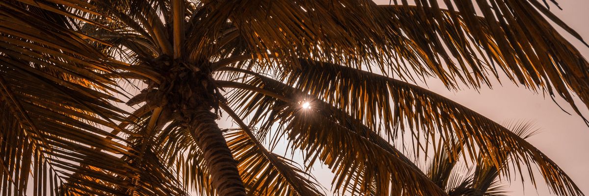 pálmafa a tengerparton és napsütés 
