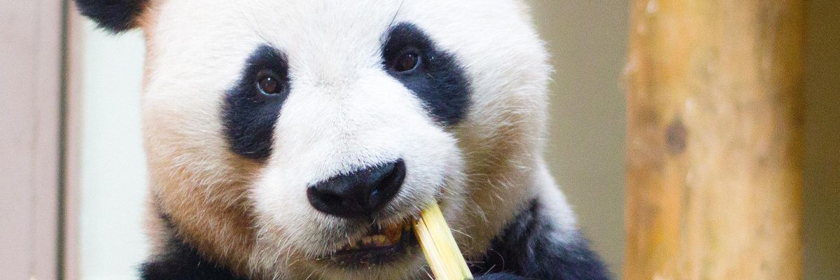 panda óriáspanda pandabocs fekete fehér bambuszt eszik állatkerben cuki emlősállat