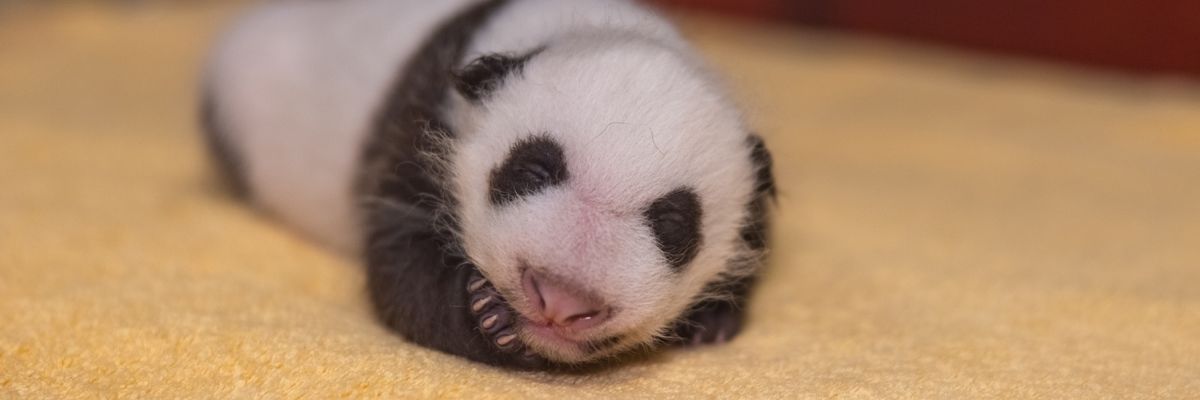 panda washingtoni állatkert