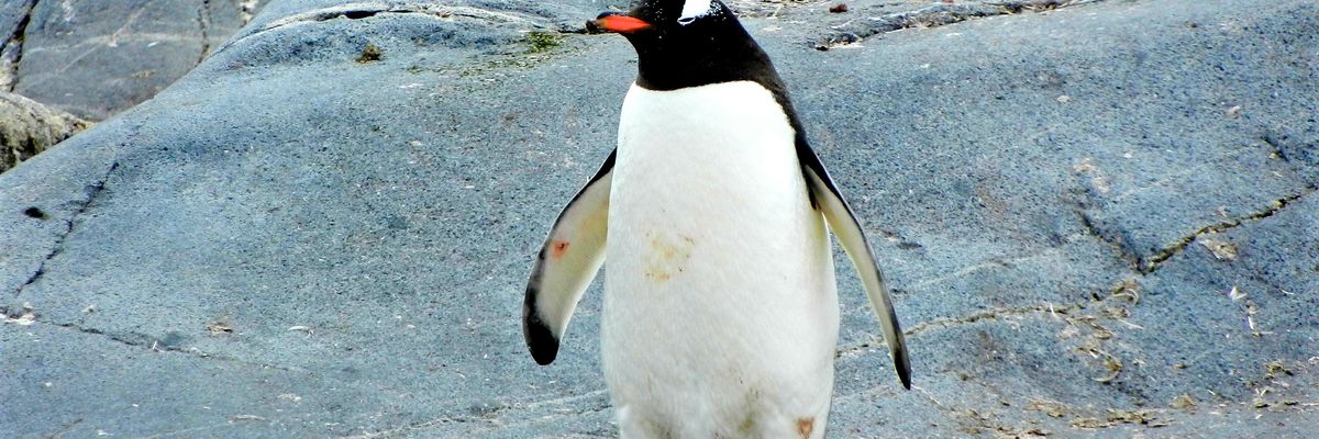 penguin standing on black rock