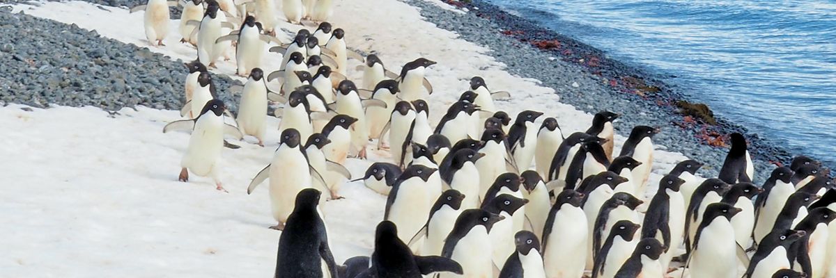 penguins on white sand beach during daytime