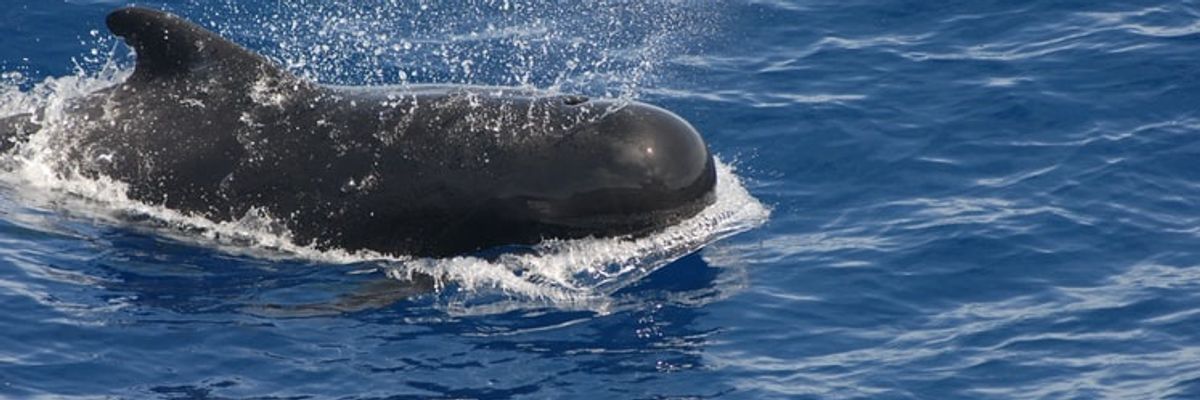 pilot whale gömbölyű orrú delfin