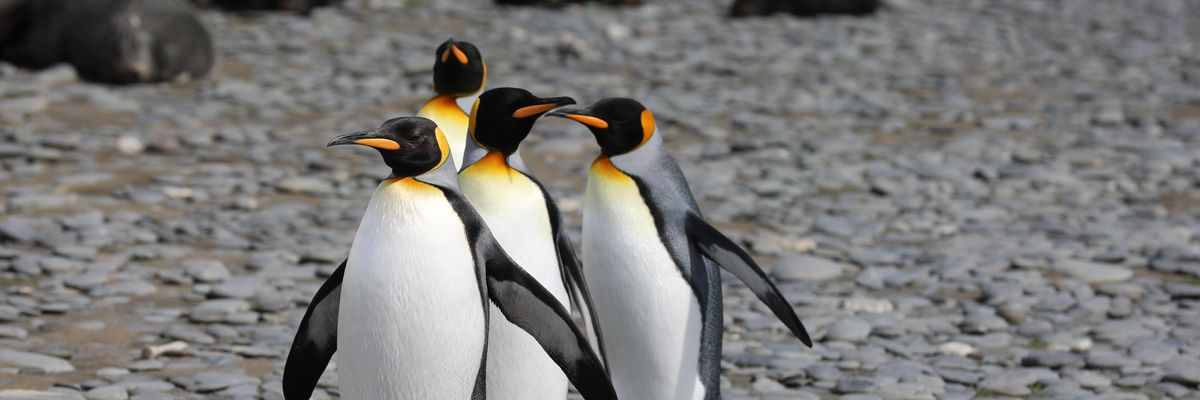 Pinguins walking in a row pingvinek