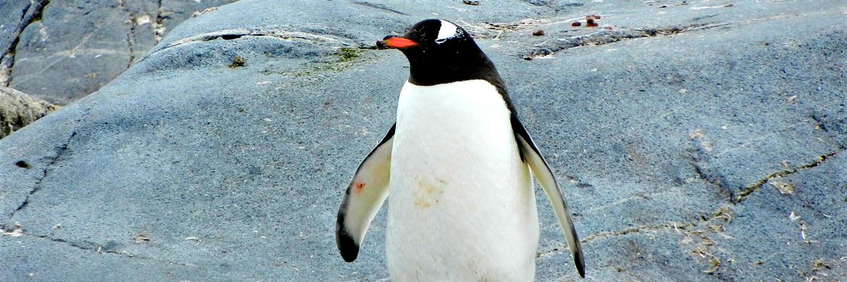 pingvin egy sziklán 