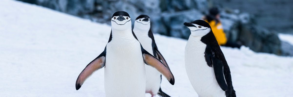 Pingvinek.