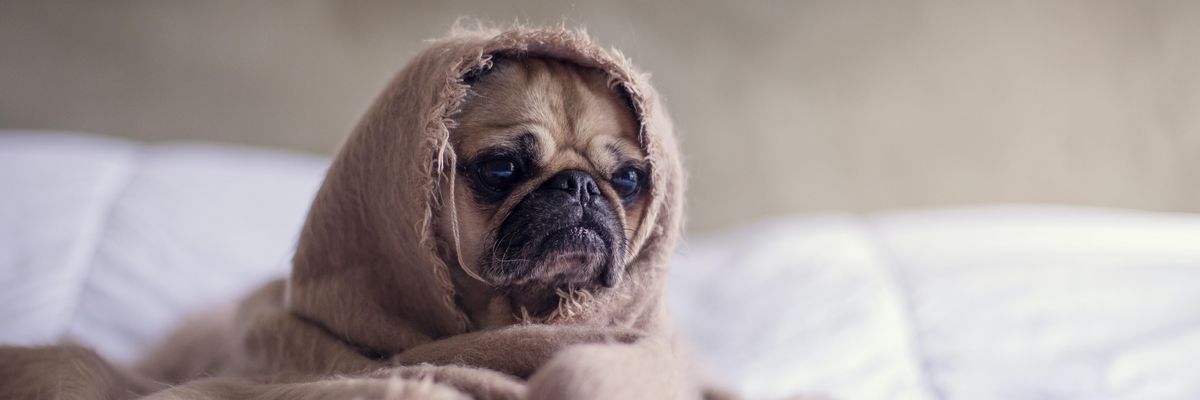 pug covered with blanket on bedspread