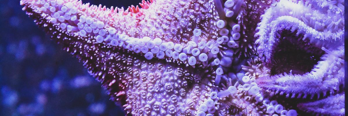 purple starfish in close up photography