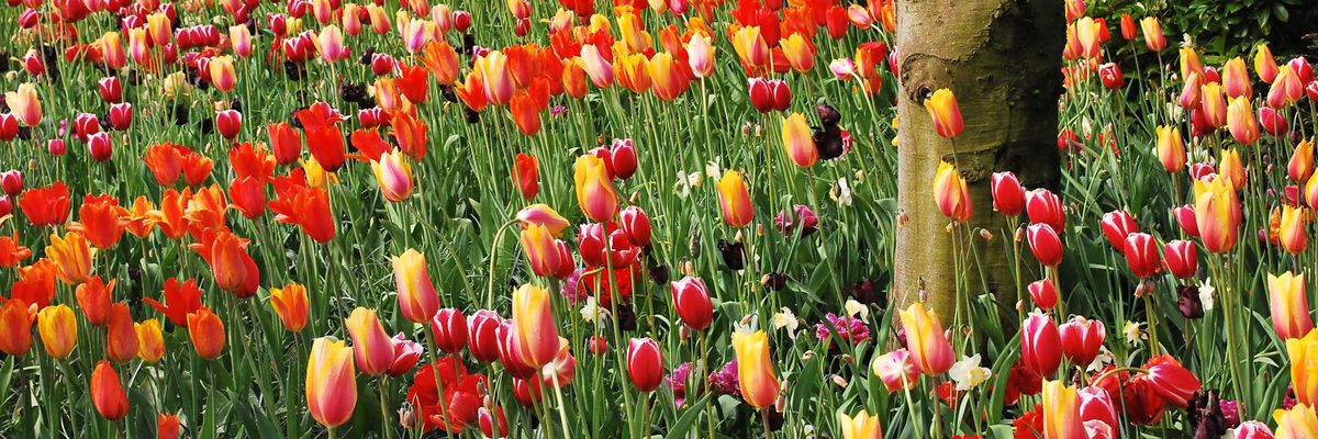 red tulips on green grass field