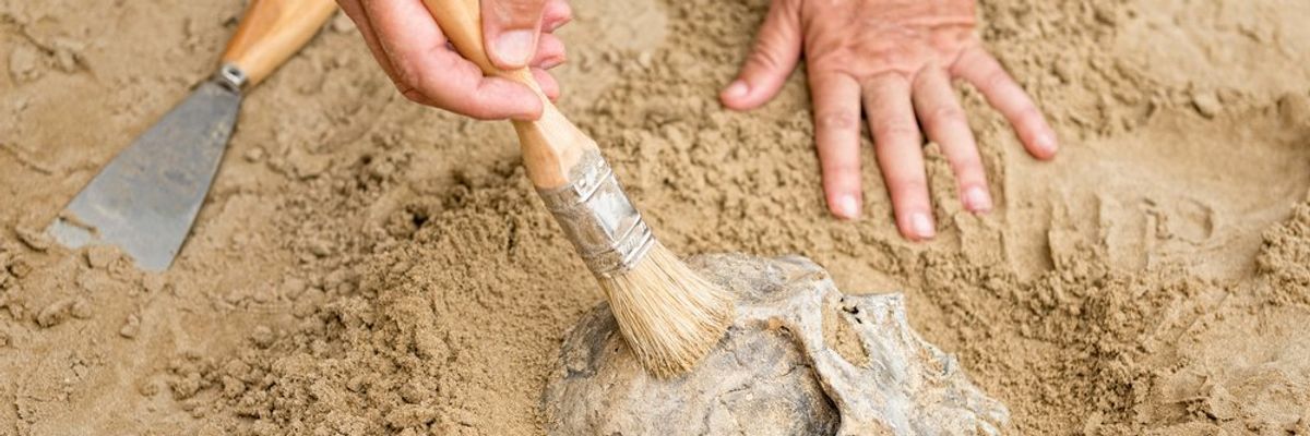 régész felfed egy ősi koponyát a homokból egy ecsettel