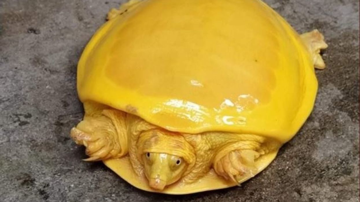 sárga teknős