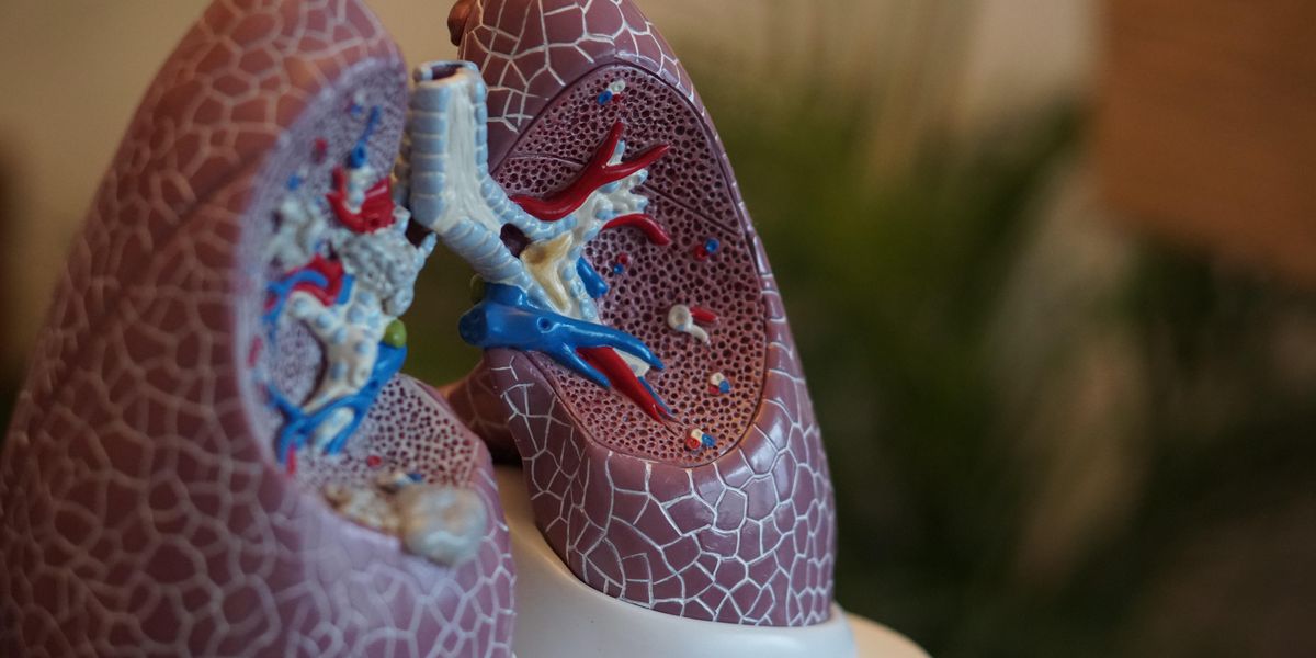selective focus photography of anatomy lungs