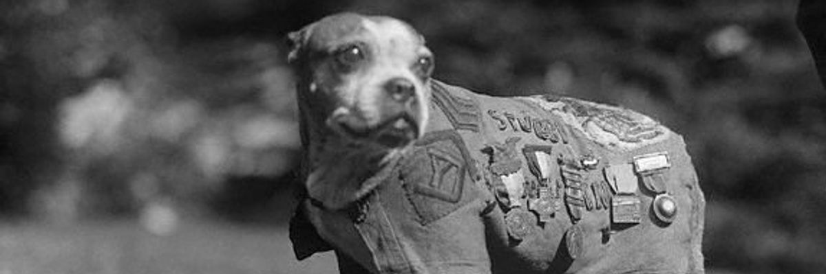stubby kutya az első világháború alatt