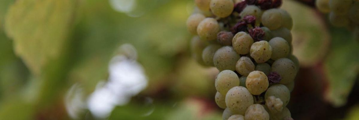 szőlő borászat szőlőfürt gomba penész gomba botrytis cinerea