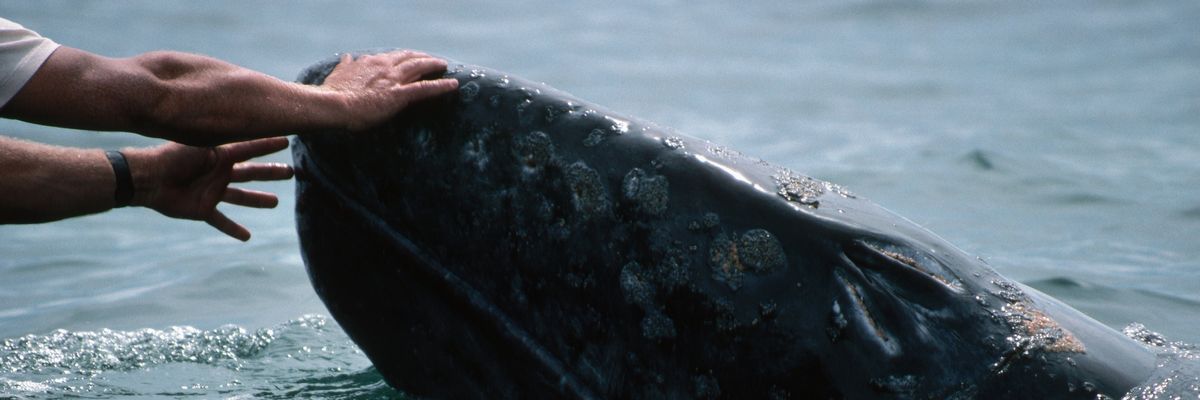 szürke bálna 
