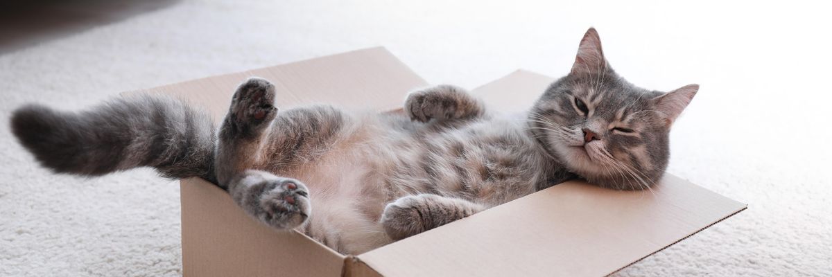 szürke cica egy dobozban háton fekve hunyorítva néz