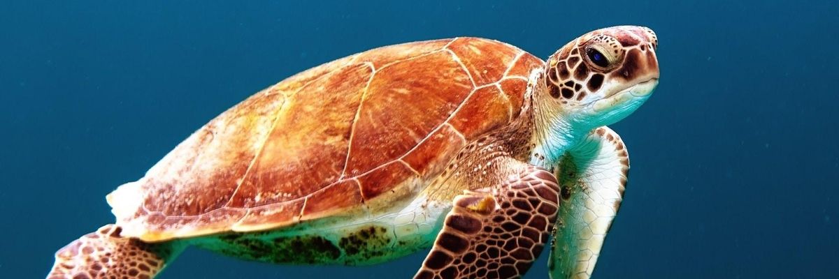 teknős a vízben