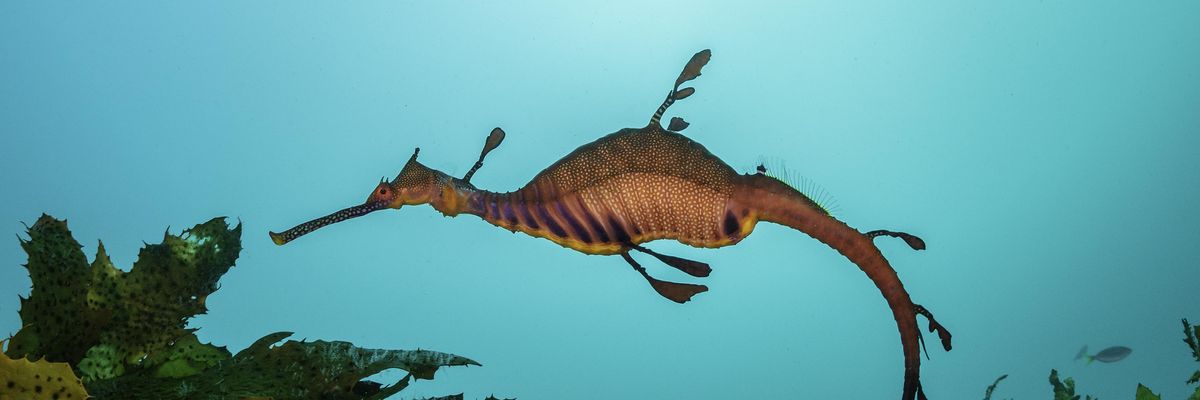 tengeri sárkány