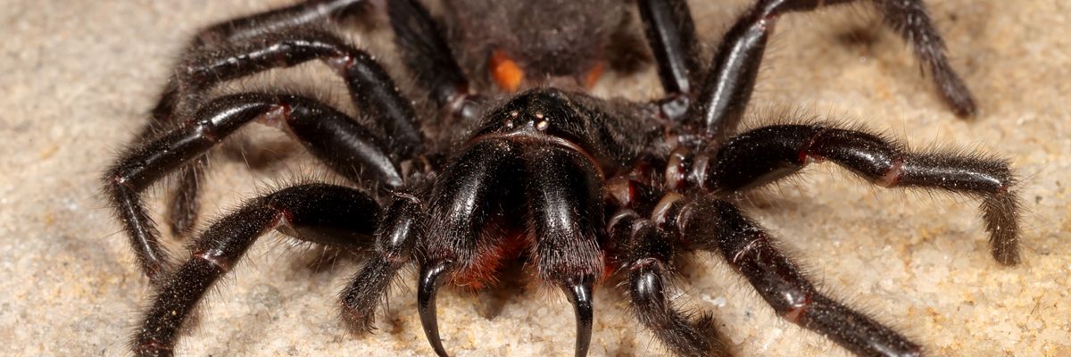 tölcsérhálós pók ausztrália