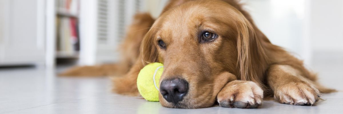 unott kutya fekszik egy labda mellett