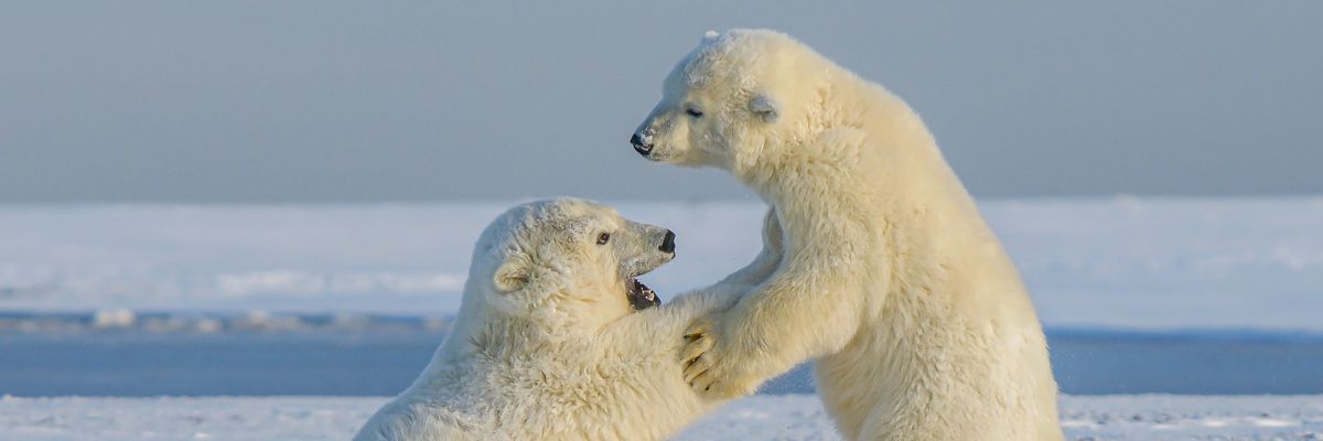 veszekedő jegesmedvék 