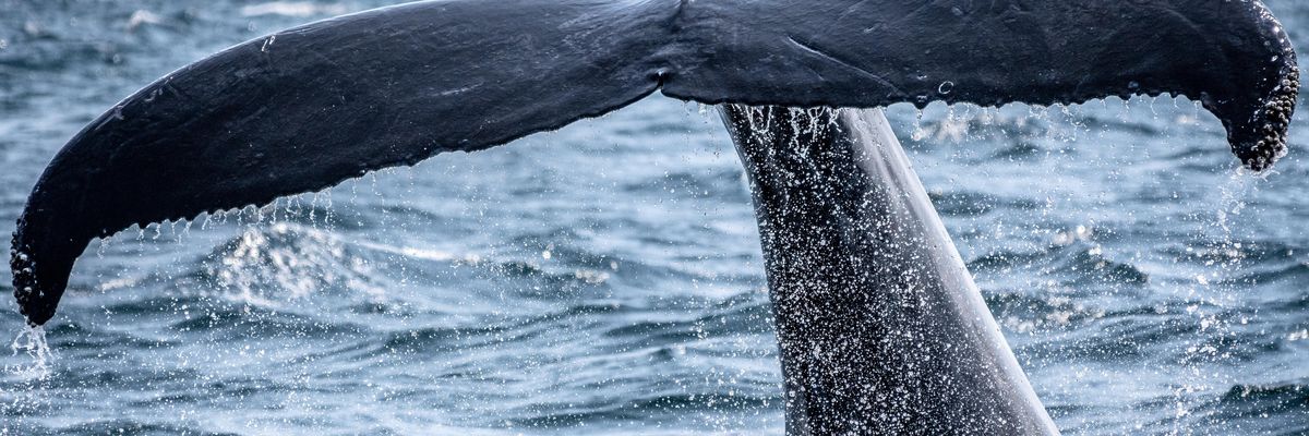 Új bálnafajt azonosítottak, de máris a kihalás szélén állnak