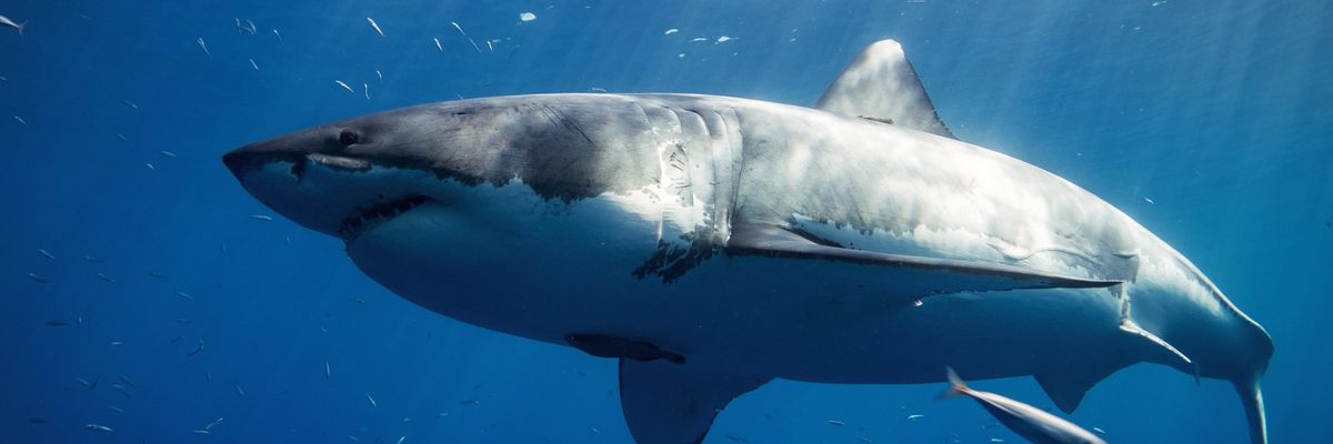 white and black shark underwater