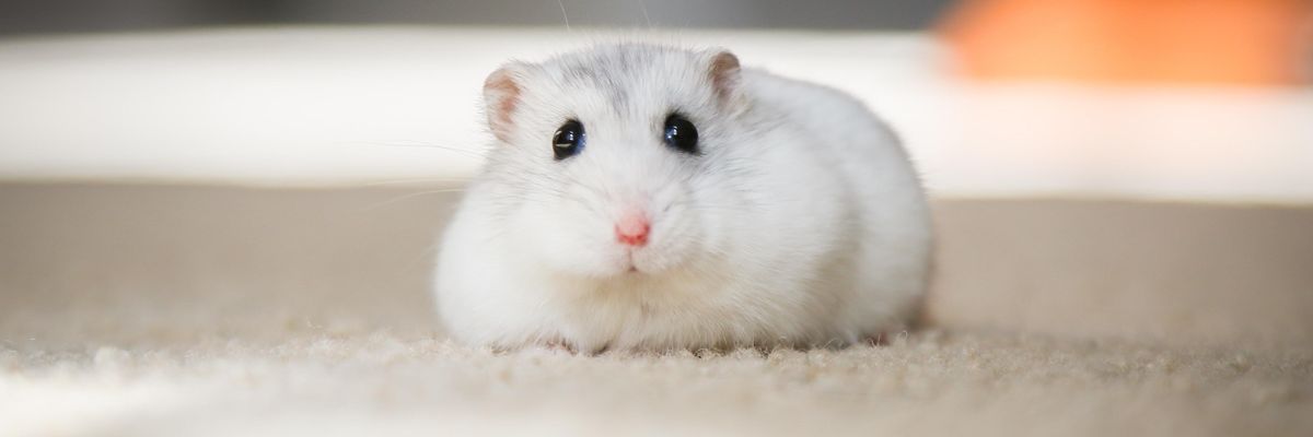 white mouse on white textile