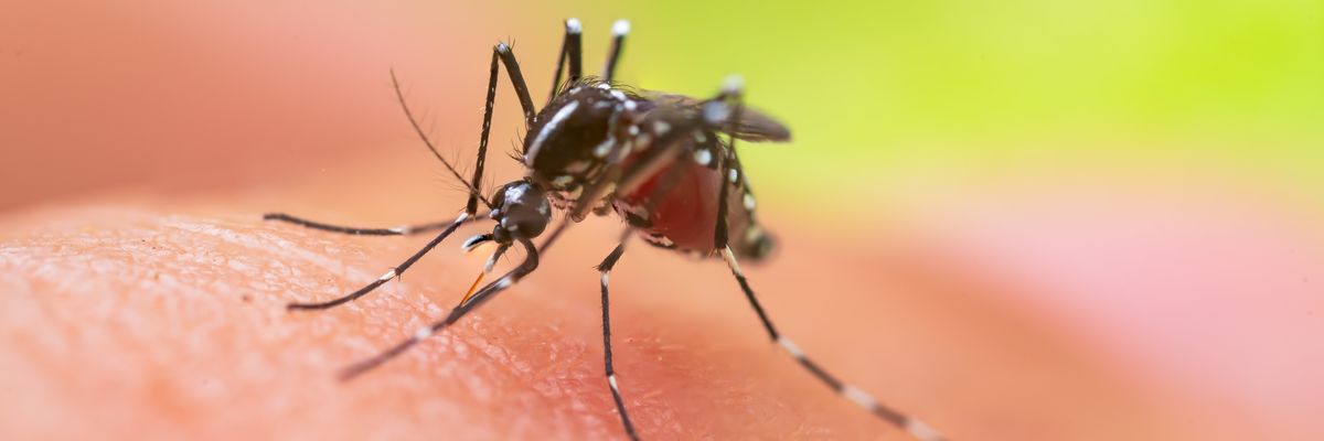 zika-vírust terjesztő szúnyog